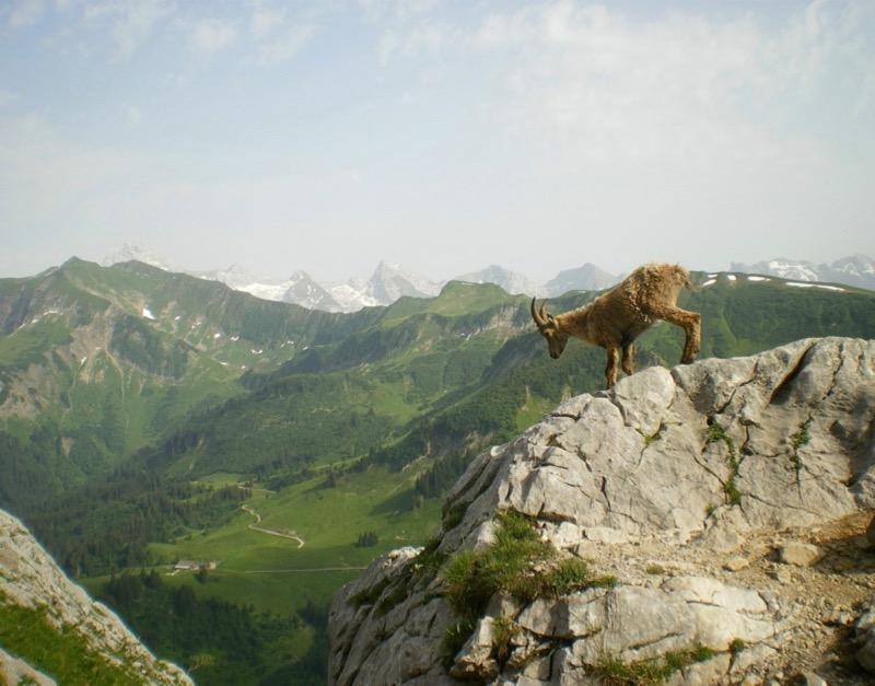 Image of a goat on a rock overlooking a green canyon.