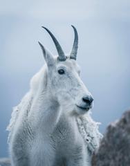 Capricorn Goat