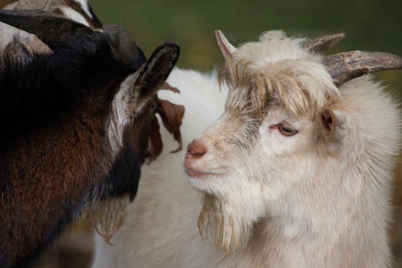 Capricorn goats